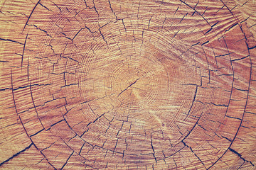 Wood rings background. Wood texture of cut tree trunk.