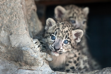 Snow leopard baby portrait