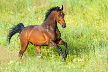 Bay stallion run on spring field