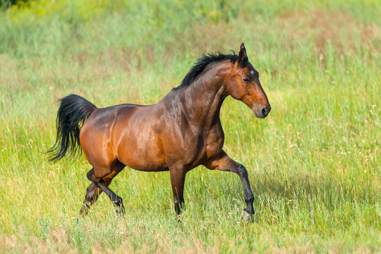 Bay stallion run on spring field