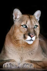 Fototapeten Puma-Porträt auf schwarzem Hintergrund © kwadrat70
