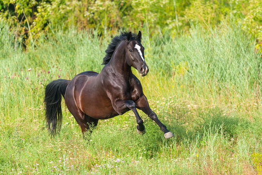 Black  horse run gallop on pasture - Powered by Adobe