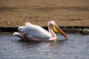 Namibia - Rosa Pelikan in der Walfischbucht (Walvis Bay)