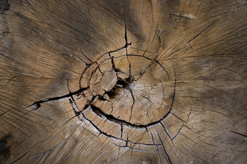 bois texture matière tranche coupe bûcheron arbre fendu