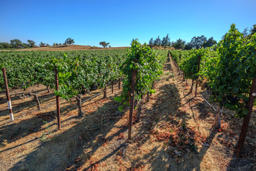 Fototapeta na wymiar Vineyard in Napa Valley, San Francisco Bay Area in northern California. Napa Valley is the main wine growing region of the United States and one of the major wine regions of the world.