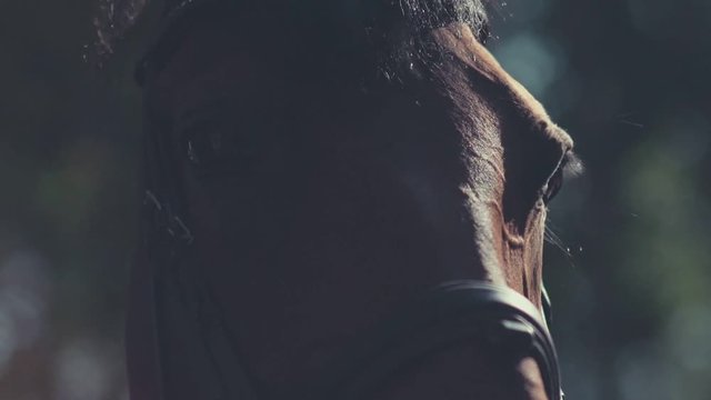 Horse mane. Woman's hand stroking the horse. Muzzle of a horse.
