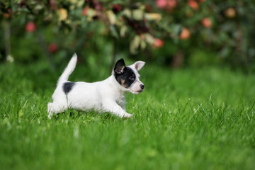 happy little jack russell terrier puppy running outdoors