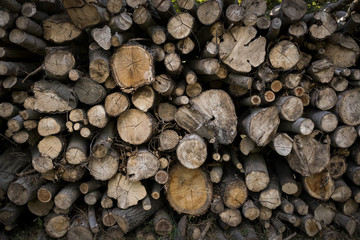 bois arbre tronc coupe bûcheron chauffage stère forêt