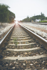 Fototapeta premium a little tree vegetate among the railway.flare effect added. light and flare effect added.filtered image.selective focus