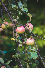 Fresh pink and green harvest apples on tree branch in garden