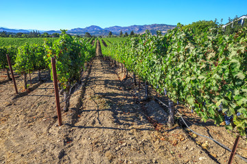 Fototapeta na wymiar Lush, ripe wine grapes on the vine. Napa Valley, a world famous wine area, is one of the most popular tourist destinations in California. Napa Valley is home to more than four hundred wineries.