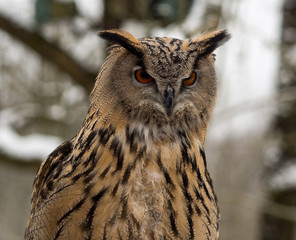 Waldohreule  - Bubo bubo