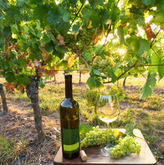 Fototapeta premium reifer Wein im Weinberg