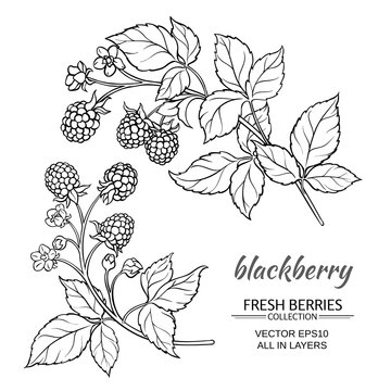 blackberry vector set