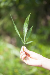 cannabis marijuana leaf