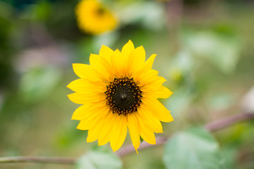 Head of sunflower.