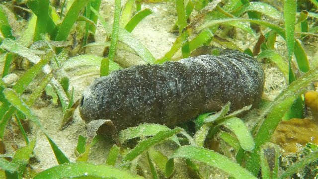 Underwater marine life, donkey dung sea cucumber, Holothuria mexicana, on the seafloor of the Caribbean sea
