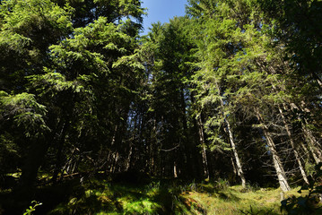Fototapeta na wymiar Wild pine tree forest