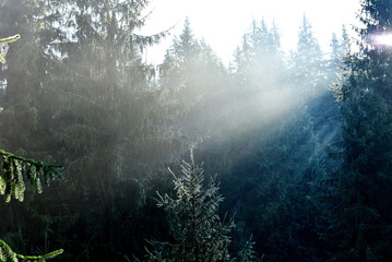 Beams of morning sunlight in a deep, dark forest