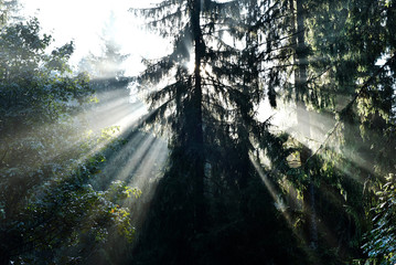 Obraz premium Beams of morning sunlight in a deep, dark forest