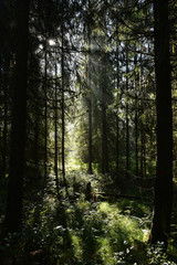 Fototapeta premium Beams of morning sunlight in a deep, dark forest