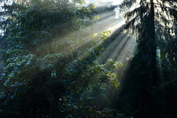 Obraz premium Beams of morning sunlight in a deep, dark forest
