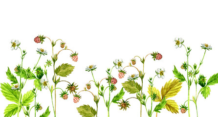 Background with watercolor drawing strawberry plants