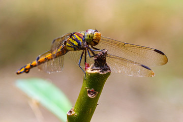 Dragonfly in beautiful meadow outdoors