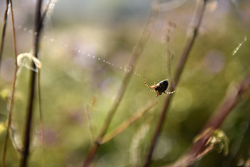 Spider web in the forest