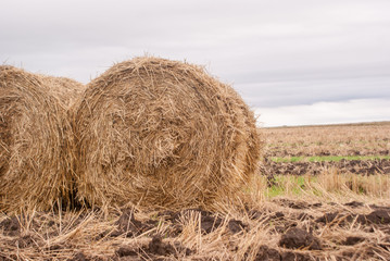 Stack of straw in the field