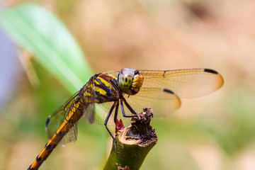 Dragonfly in beautiful meadow outdoors