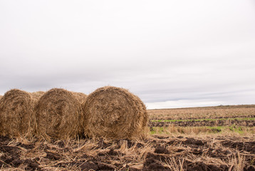 Stack of straw in the field