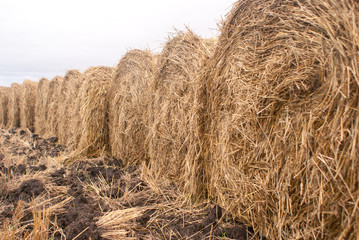 Stack of straw in the field