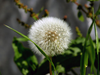 Pusteblume