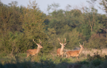 Three red deer in forest