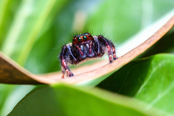 Spider macro outdoor .