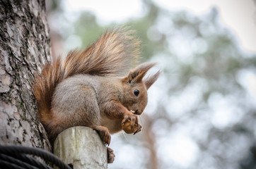 Naklejka na ściany i meble squirrel eating a nut on the tree