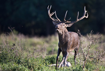 Red deer roaring