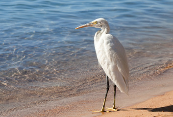 Egret on the beach.