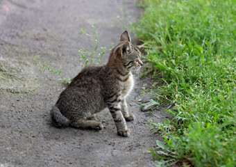 Kitten near the grass.