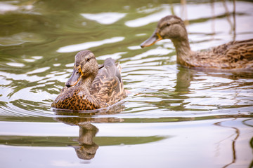 two ducks on a lake.
