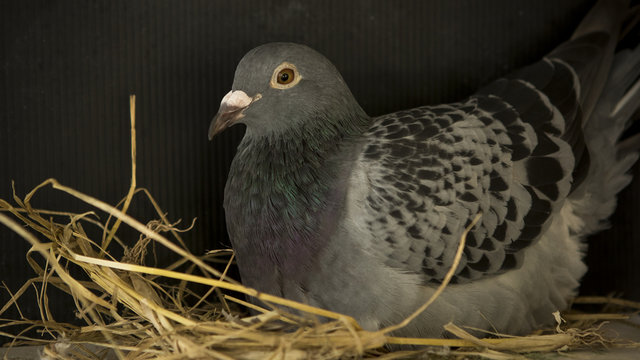 Speed Racing Pigeon Breeding In Bird Nest Home