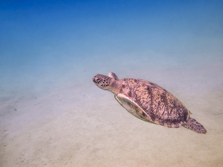 Green sea turtle swimming underwater Red Sea. Egypt