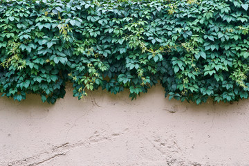 green hops hanging from the top of the old concrete fence