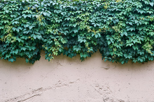 green hops hanging from the top of the old concrete fence © lastfurianec