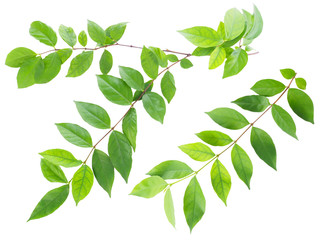 green leaves isolated