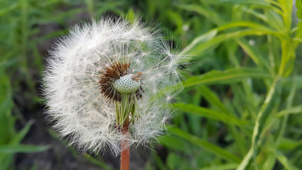 Overblown dandelion flower