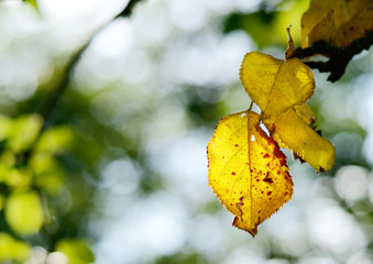Naklejka na ściany i meble Autumn seasonal backdrop. Yellow leaves of apple tree on a bokeh background.