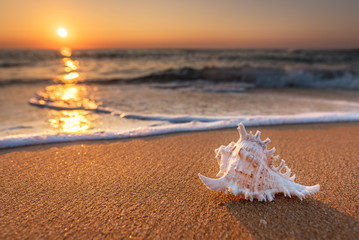 Seashell on the sand at the beach early in the morning