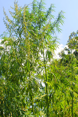 Cannabis plants on the blue sky background